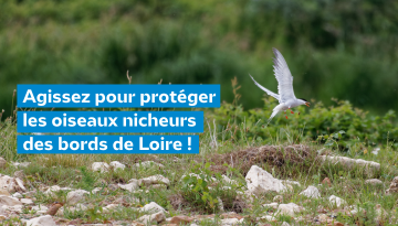 Avant le 10 décembre, agissez pour protéger les oiseaux nicheurs de la Loire